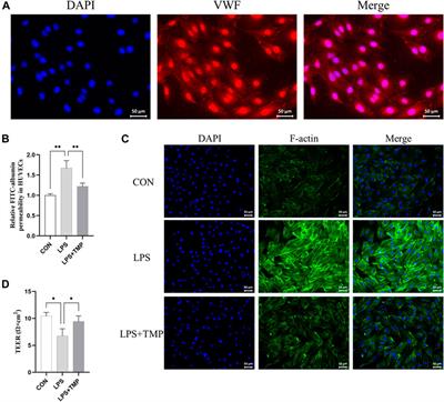 Tetramethylpyrazine ameliorates acute lung injury by regulating the Rac1/LIMK1 signaling pathway